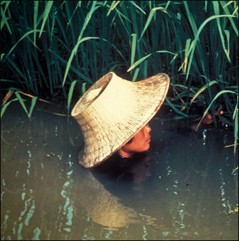 20120525-rice Swimming_for_rice.jpg